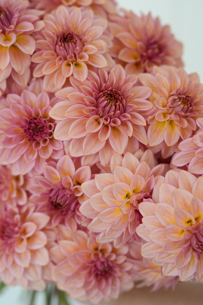 RM MIRAGE - NEW 2026!