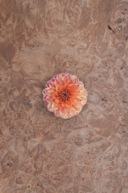 RM TOUCAN - NEW 2026!