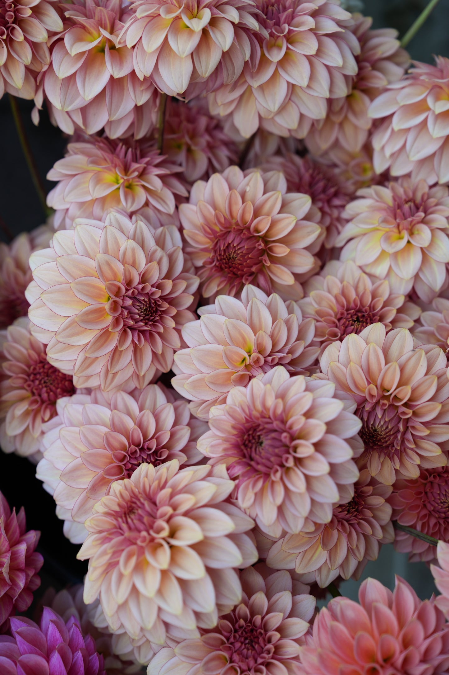 RM MIRAGE - NEW 2026!