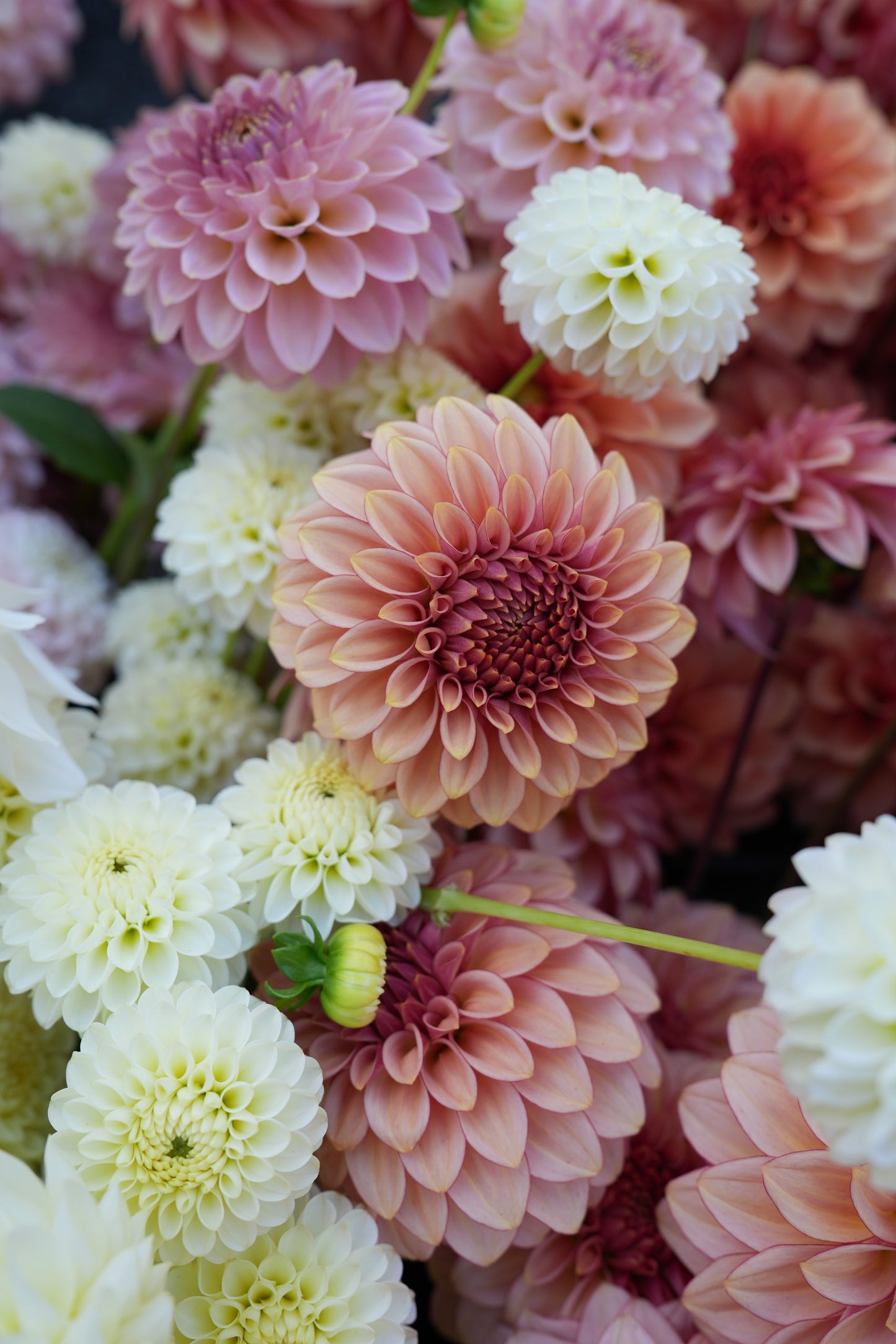 RM MIRAGE - NEW 2026!