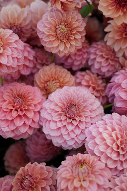 RM PIXIE DUST - NEW 2026! - LIMIT 1