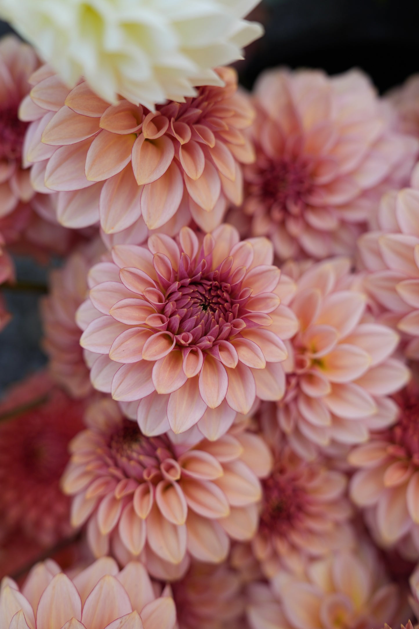 RM MIRAGE - NEW 2026!