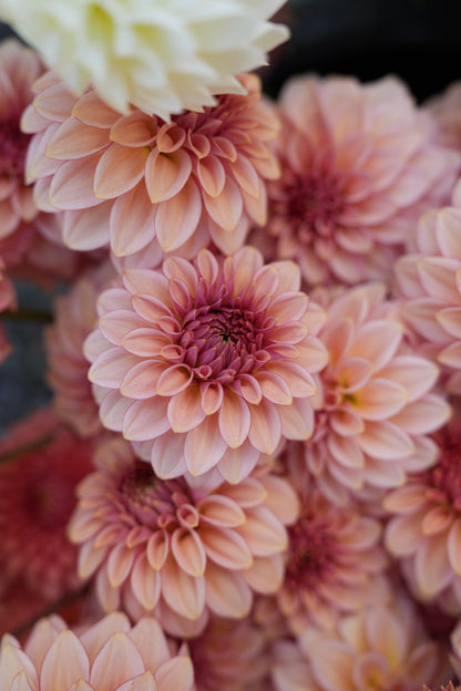 RM MIRAGE - NEW 2026!