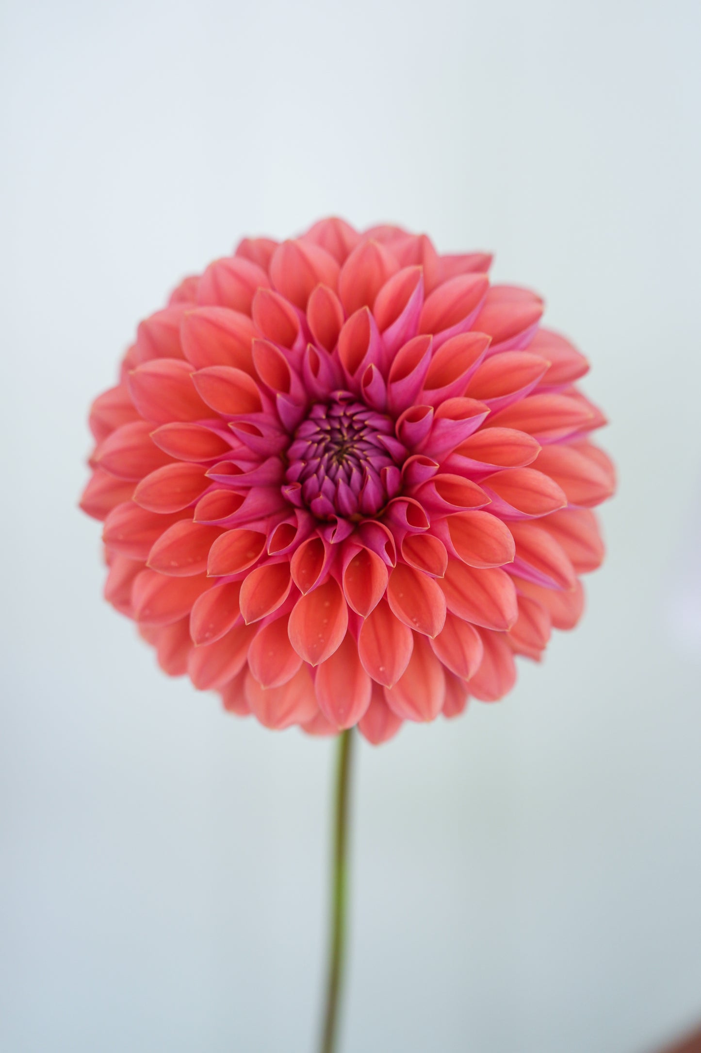 RM ILLUSION - NEW 2026!