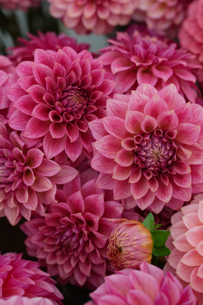 RM SMOKESHOW - NEW 2026!