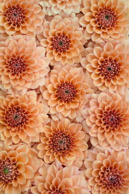 RM SUMMER SOLSTICE - NEW 2026!