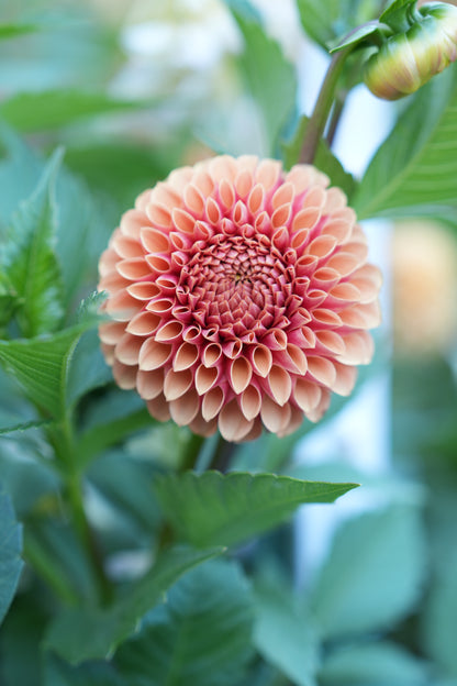 RM AUTUMN HARVEST - NEW 2026!