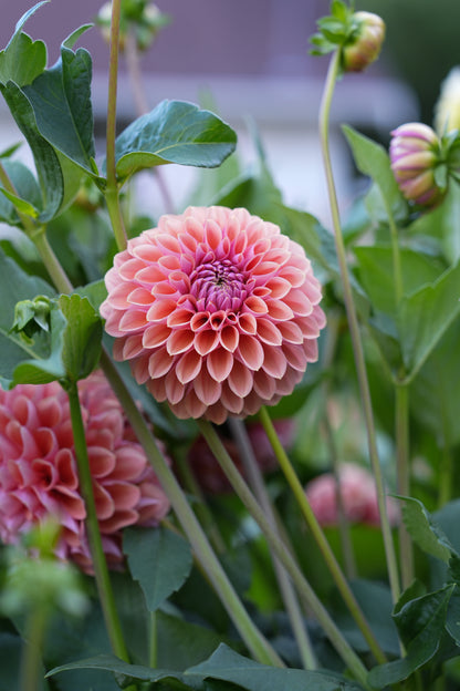 RM ILLUSION - NEW 2026!