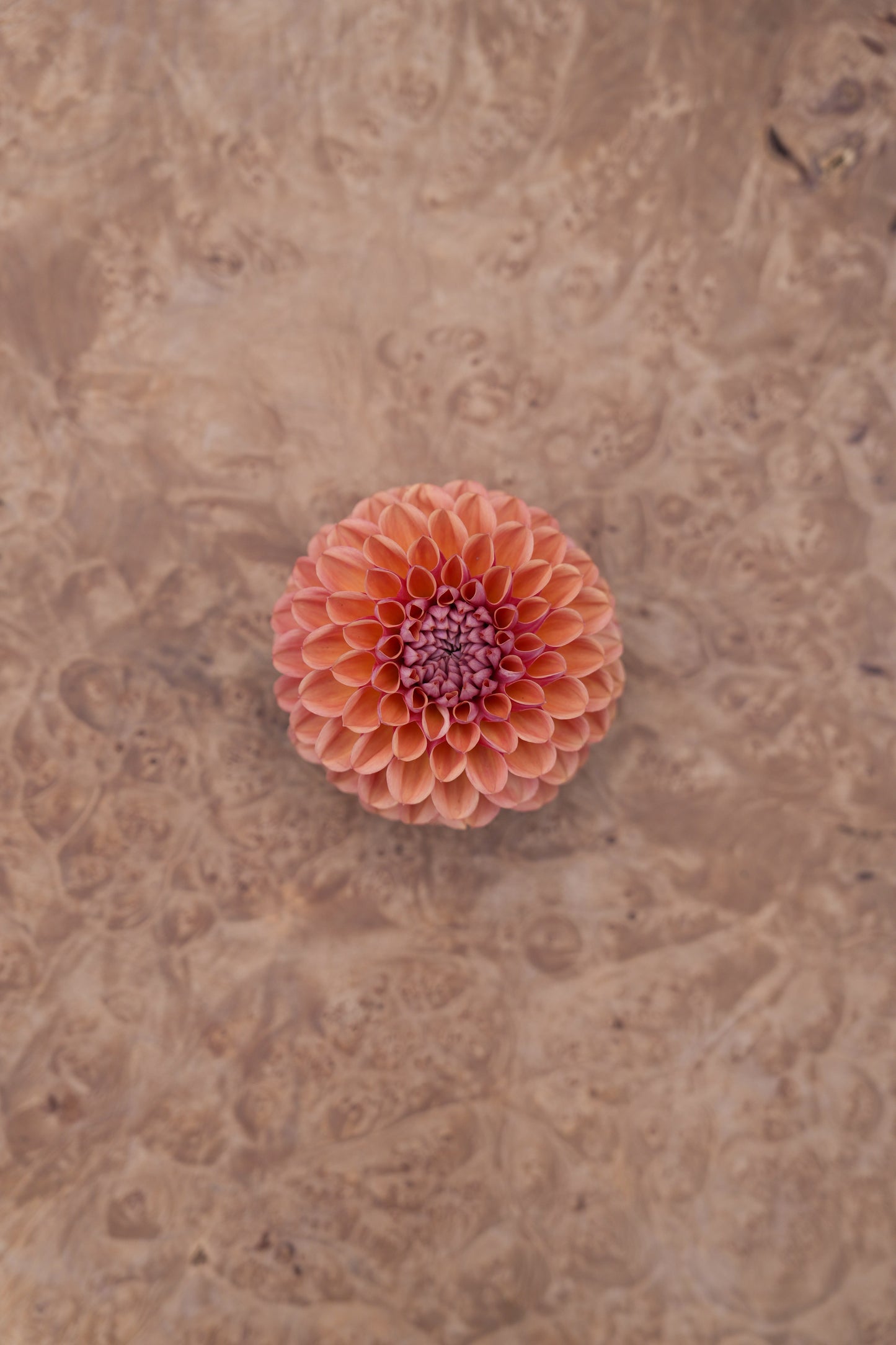 RM PUMPKIN SPICE - NEW 2026!