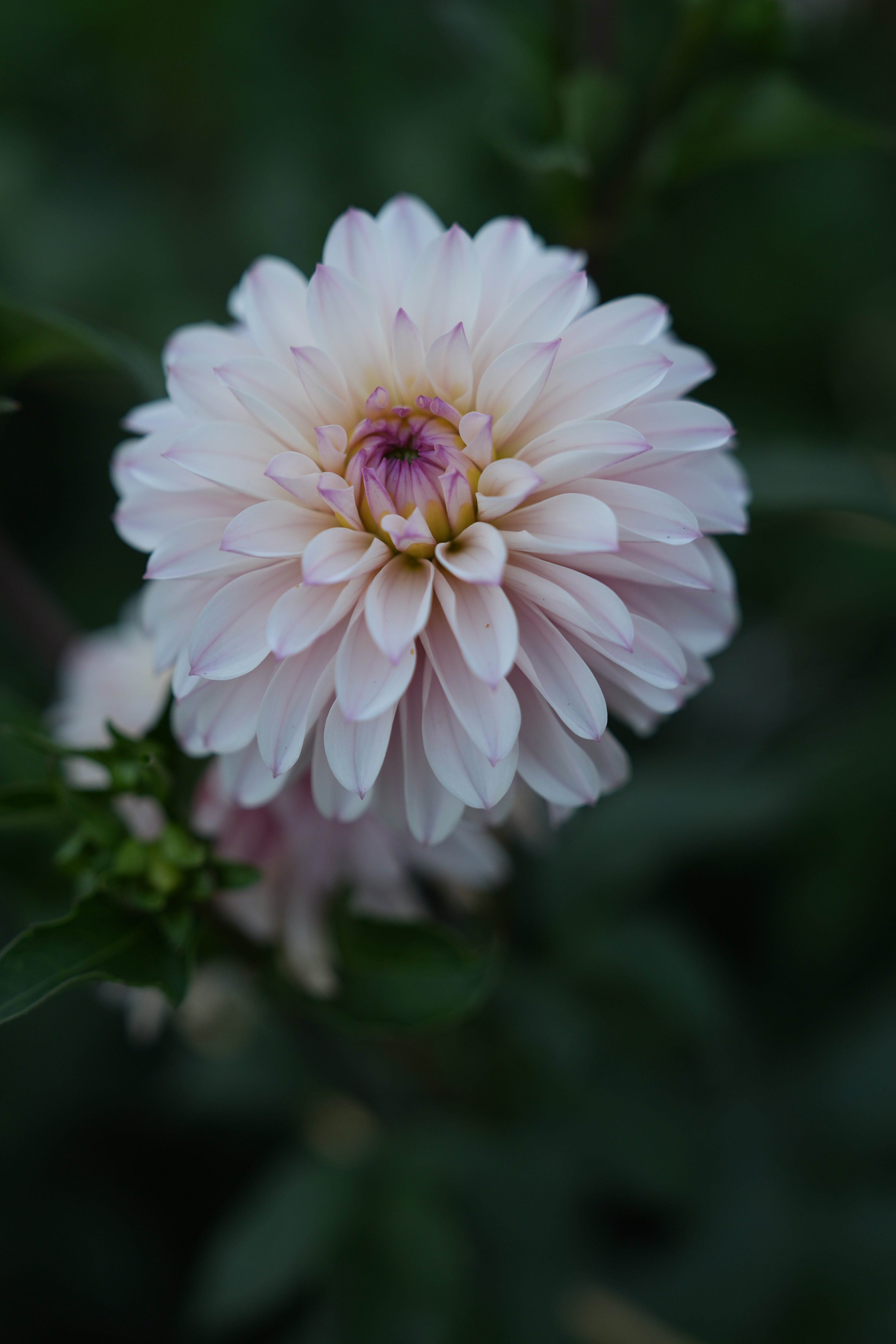 RM AURORA – River Merle Farm