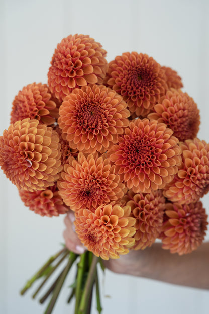 RM AUTUMN HARVEST - NEW 2026!