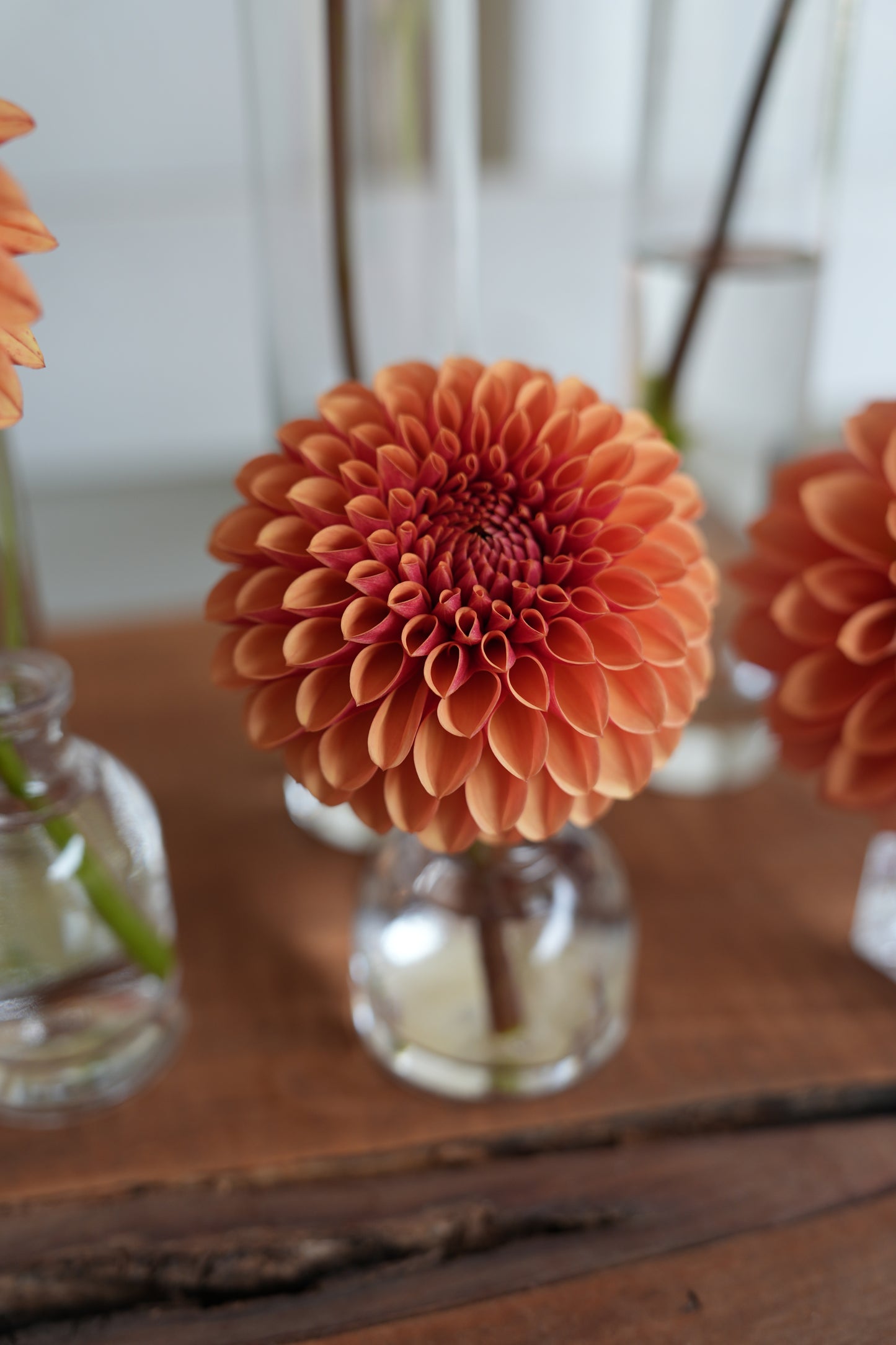 RM AUTUMN HARVEST - NEW 2026!