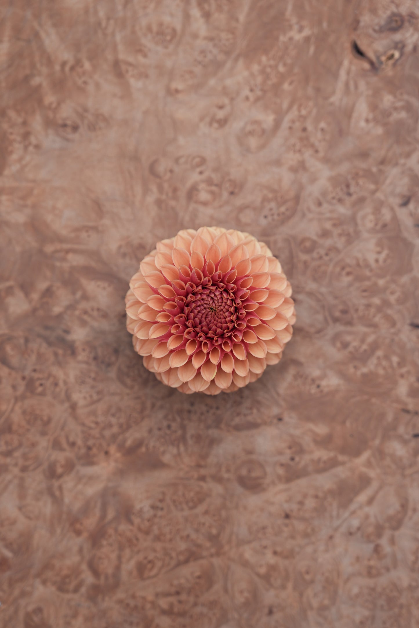 RM AUTUMN HARVEST - NEW 2026!