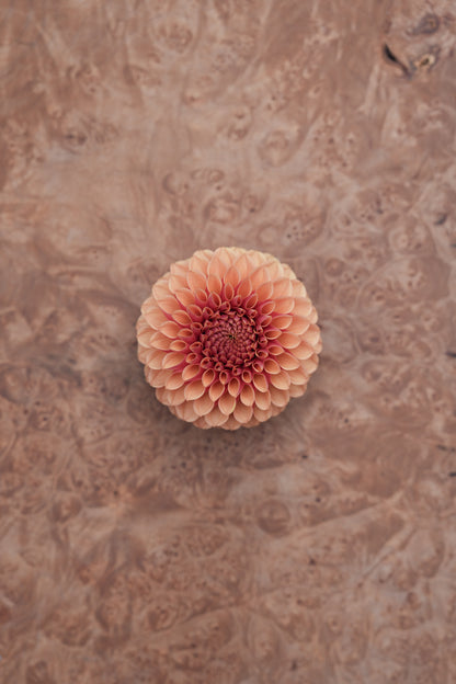 RM AUTUMN HARVEST - NEW 2026!