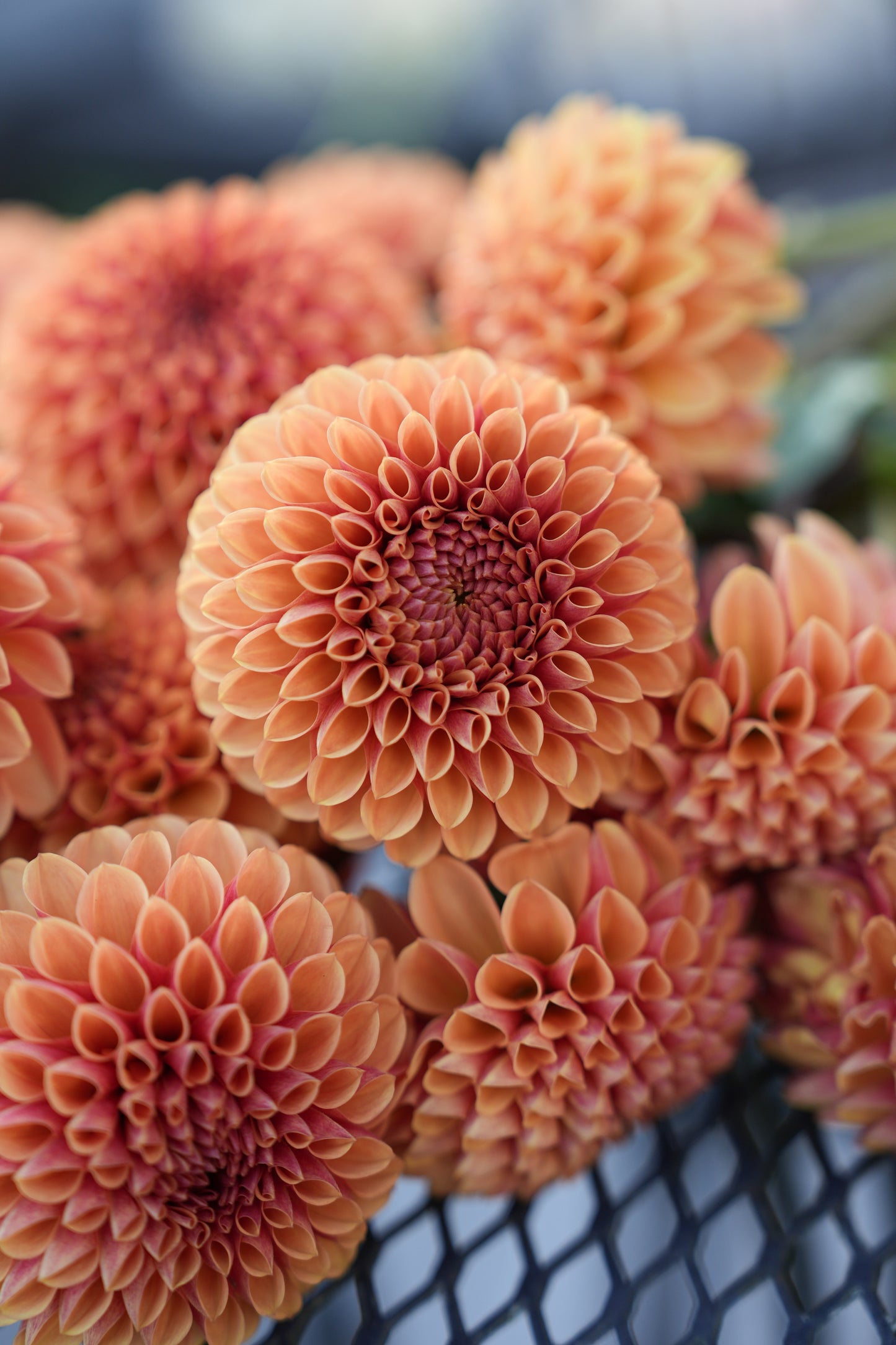 RM AUTUMN HARVEST - NEW 2026!