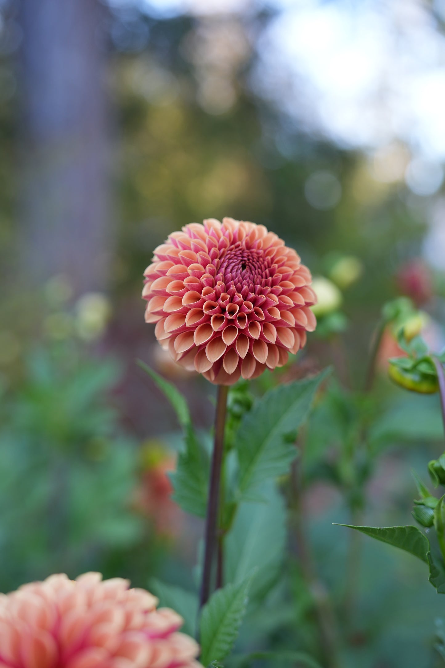 RM AUTUMN HARVEST - NEW 2026!