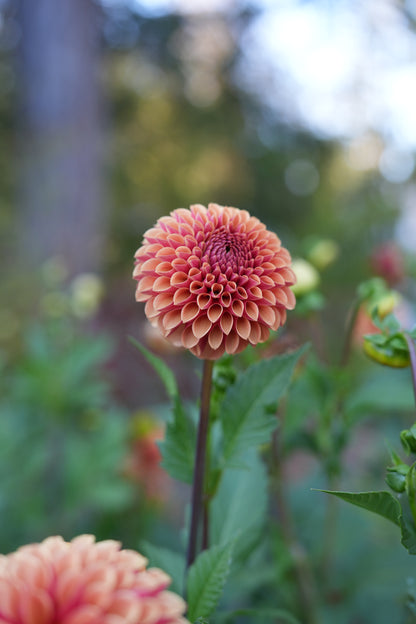 RM AUTUMN HARVEST - NEW 2026!