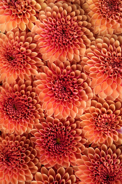 RM AUTUMN HARVEST - NEW 2026!