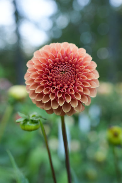 RM AUTUMN HARVEST - NEW 2026!