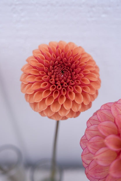 RM AUTUMN HARVEST - NEW 2026!