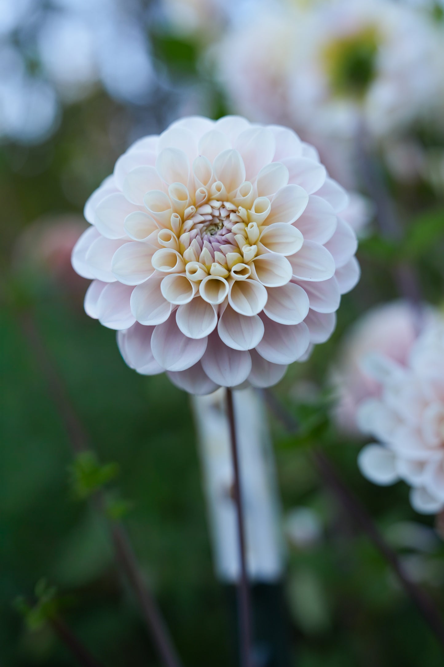 RM BALLET BLUSH - NEW 2026!