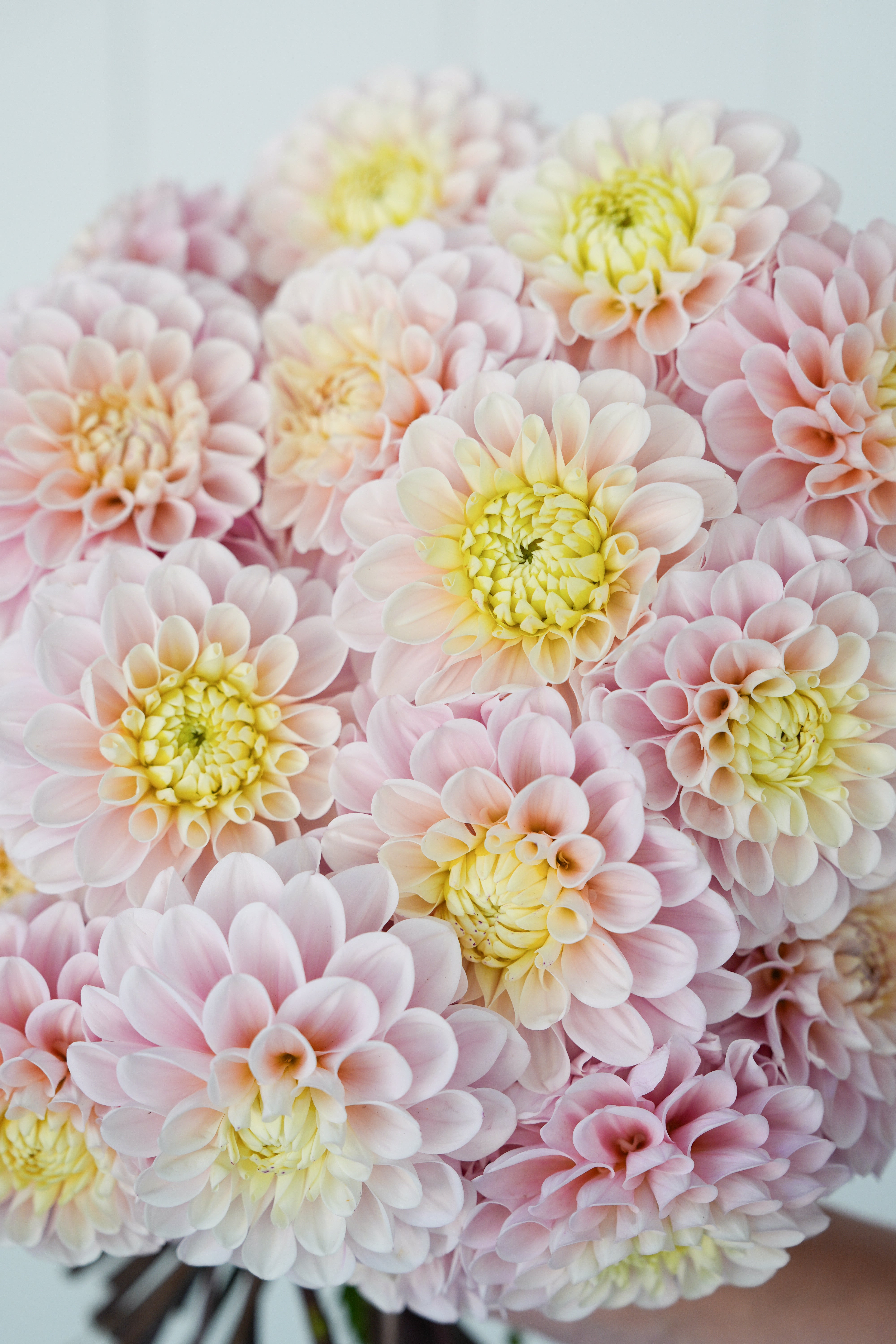 RM BALLET BLUSH - NEW 2026! - LIMIT 1 – River Merle Farm