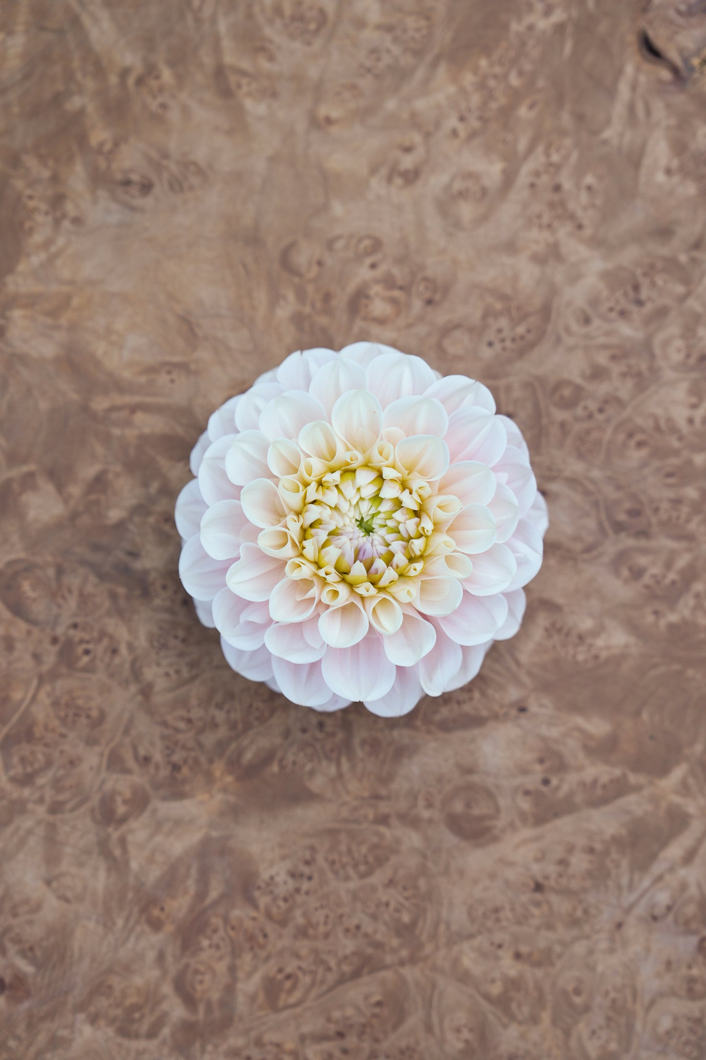 RM BALLET BLUSH - NEW 2026!