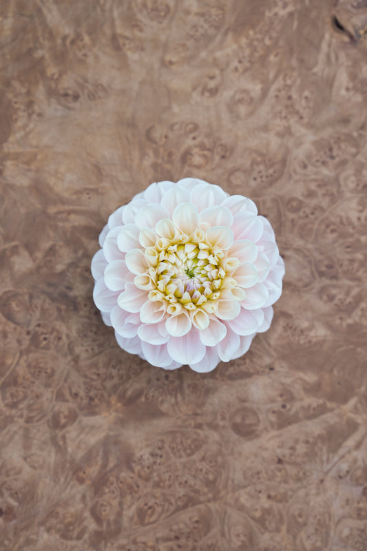 RM BALLET BLUSH - NEW 2026!