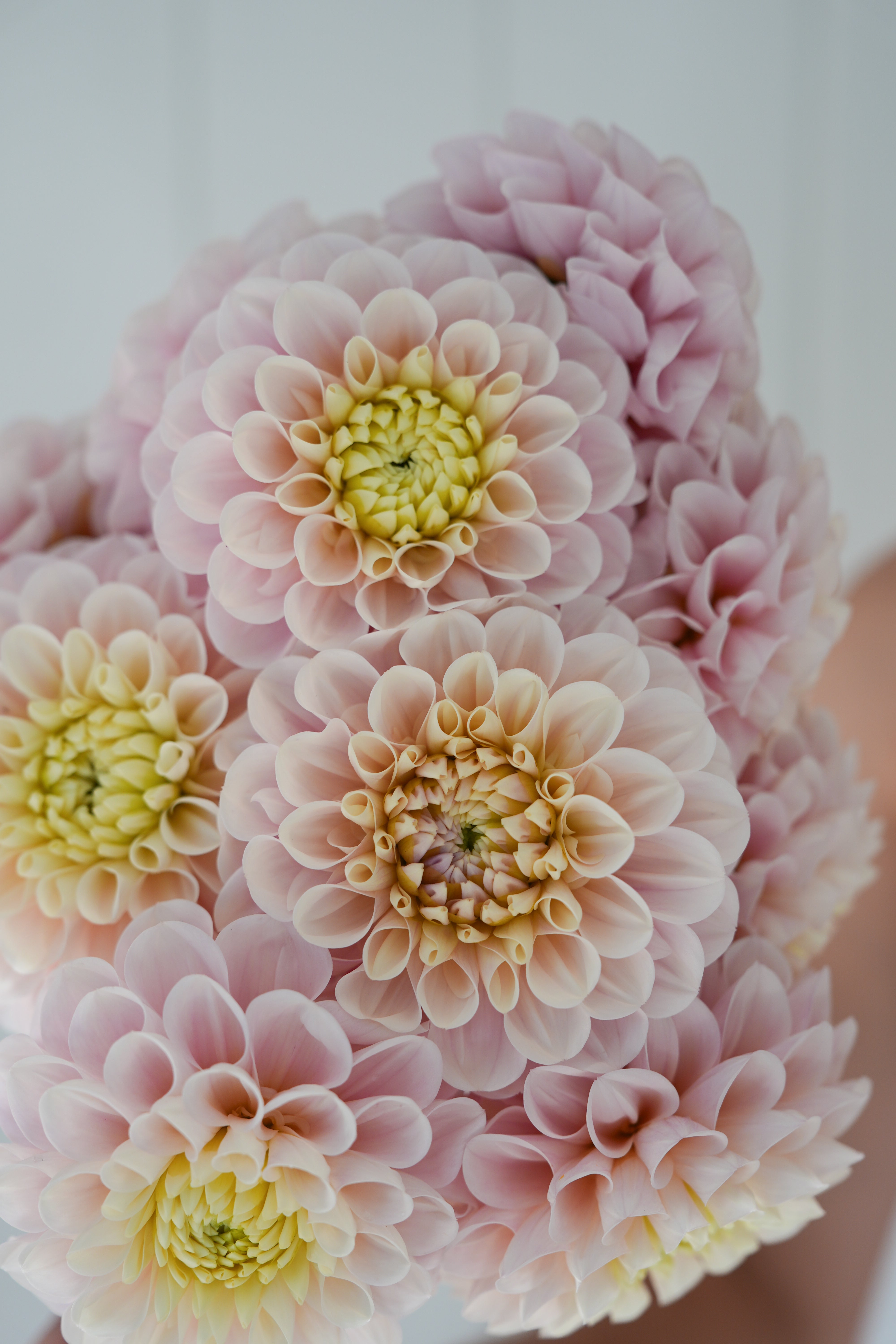 RM BALLET BLUSH - NEW 2026! - LIMIT 1 – River Merle Farm