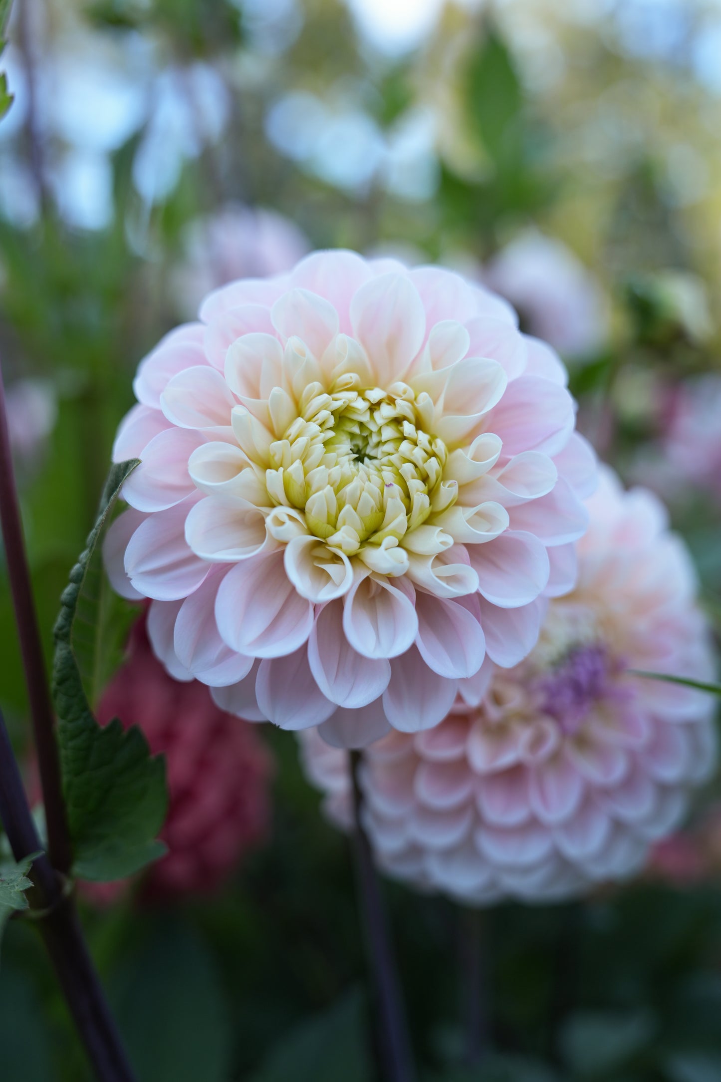 RM BALLET BLUSH - NEW 2026!