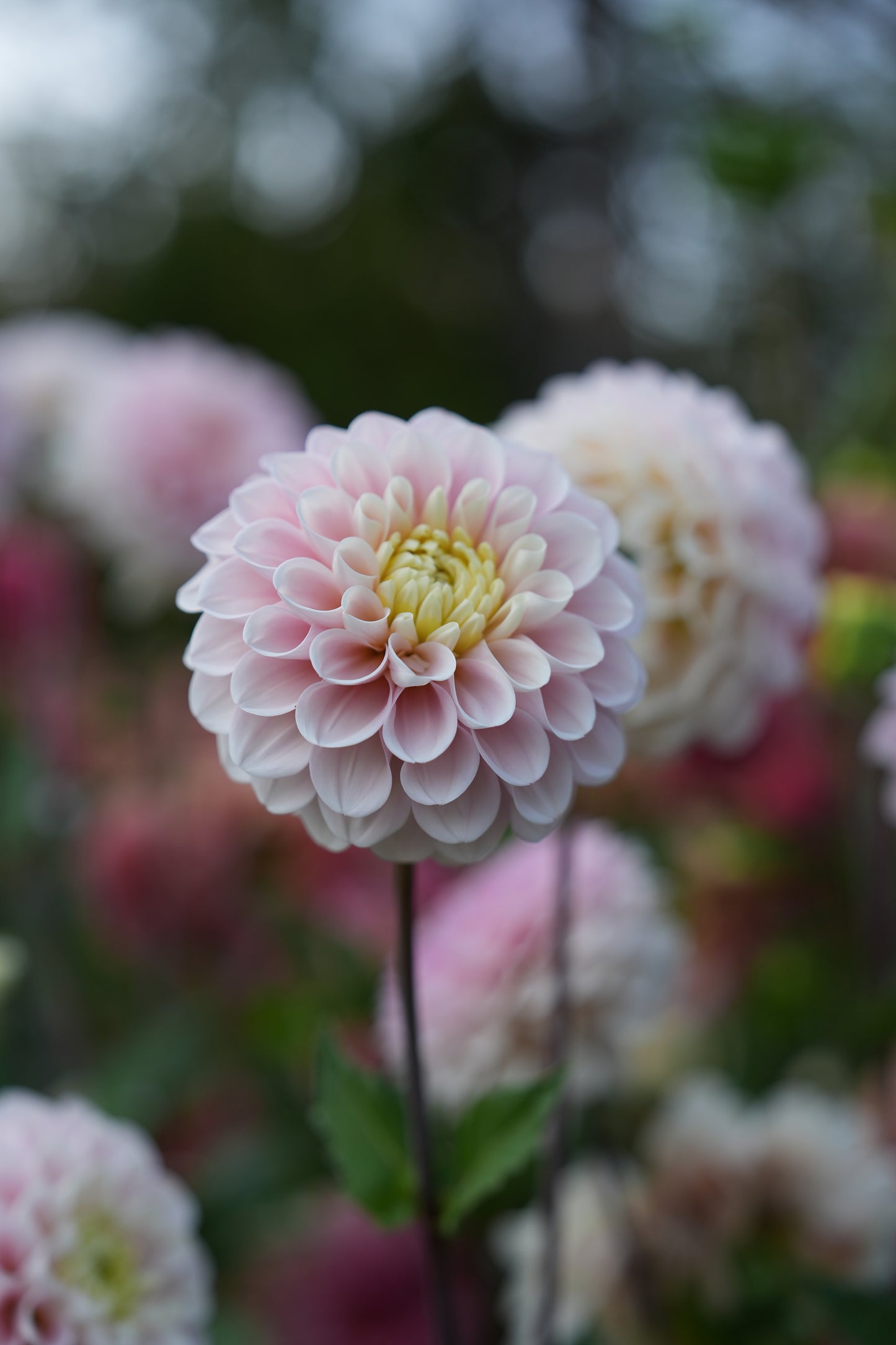 RM BALLET BLUSH - NEW 2026!