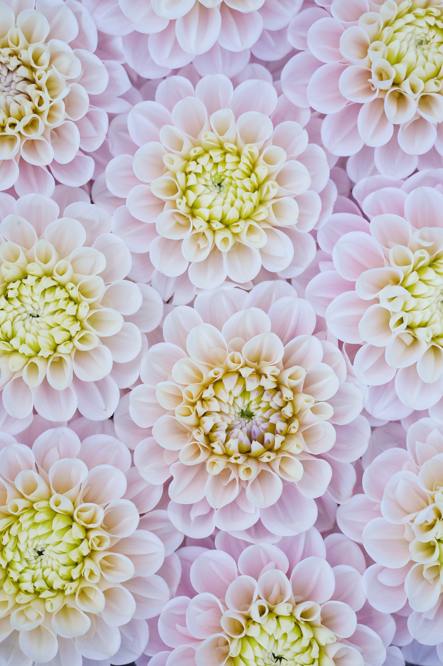 RM BALLET BLUSH - NEW 2026!