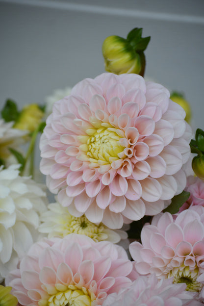 RM BALLET BLUSH - NEW 2026!