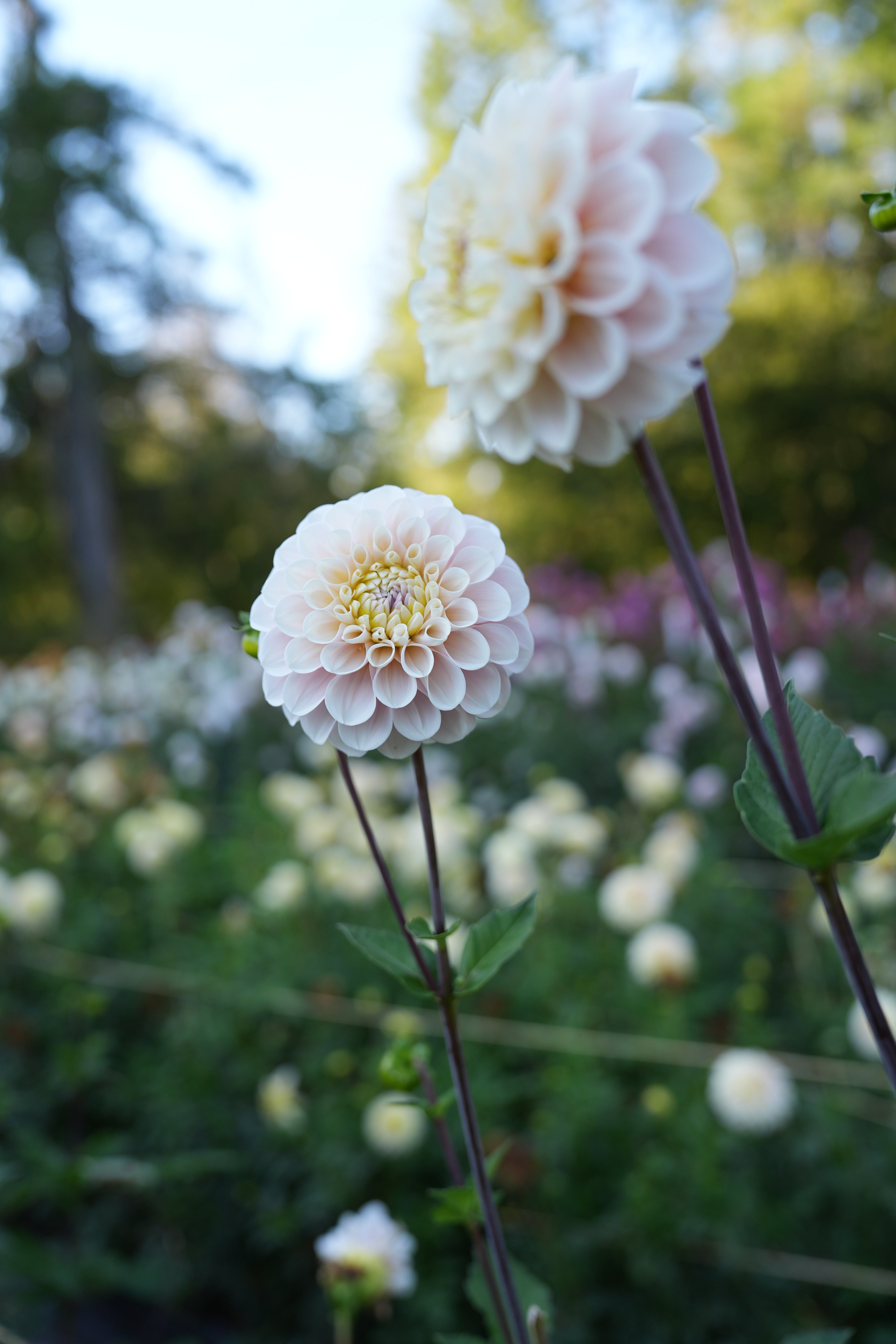 RM BALLET BLUSH - NEW 2026! - LIMIT 1 – River Merle Farm