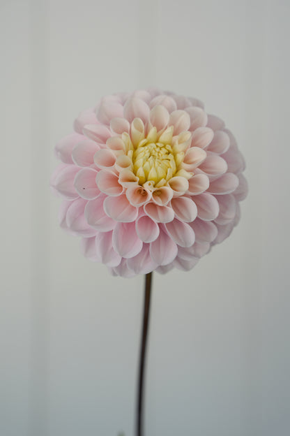 RM BALLET BLUSH - NEW 2026!