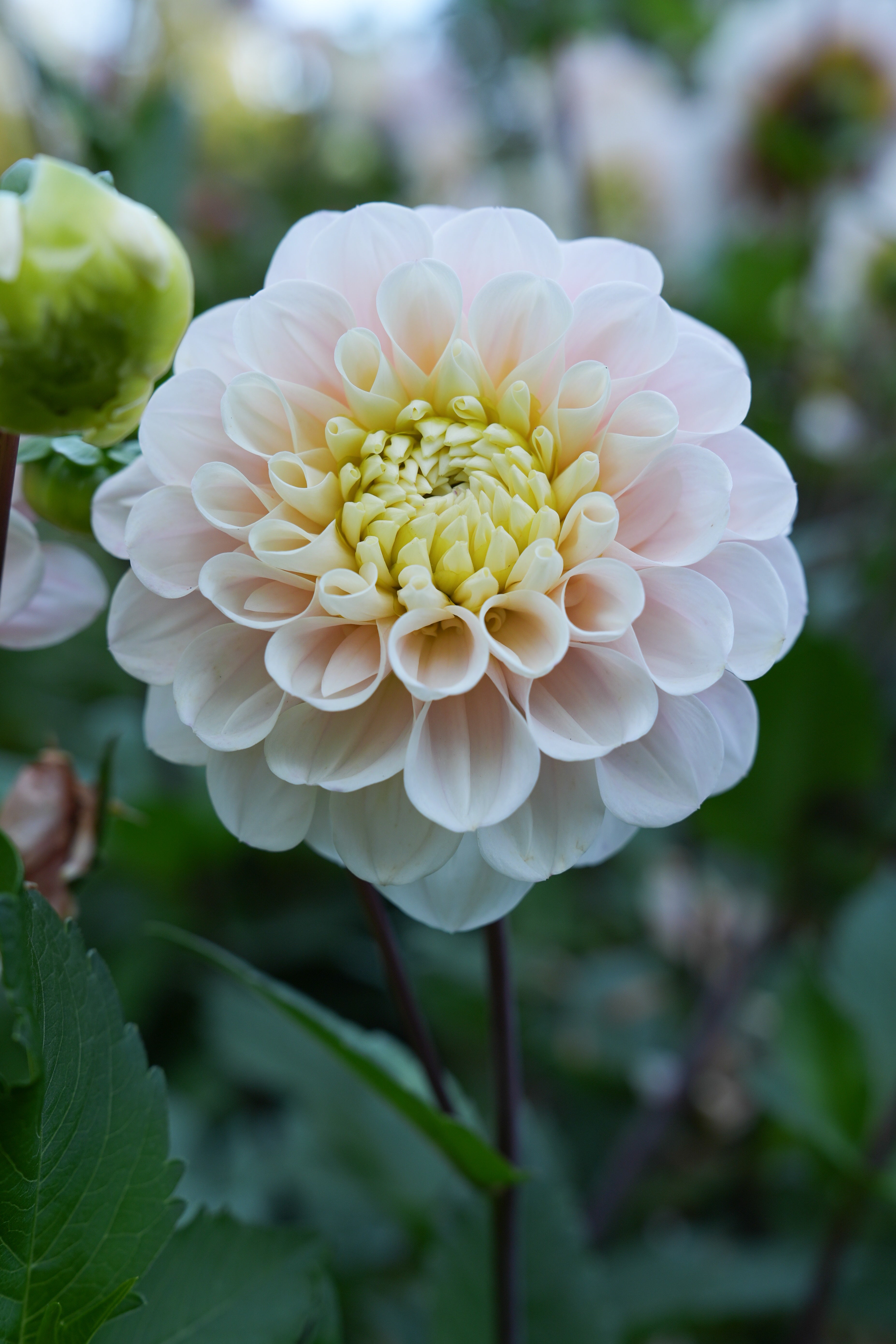 RM BALLET BLUSH - NEW 2026! - LIMIT 1 – River Merle Farm