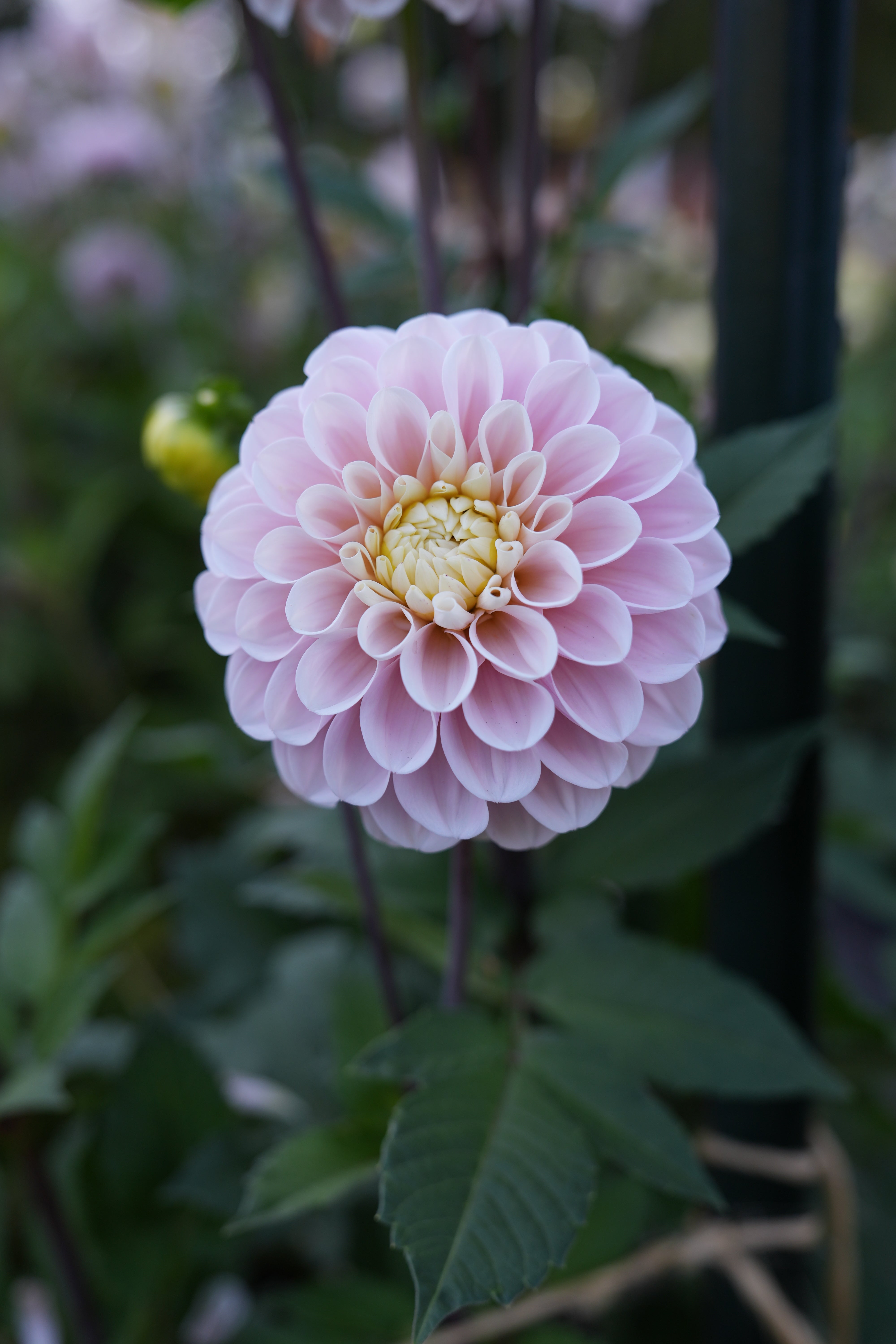 RM BALLET BLUSH - NEW 2026! - LIMIT 1 – River Merle Farm