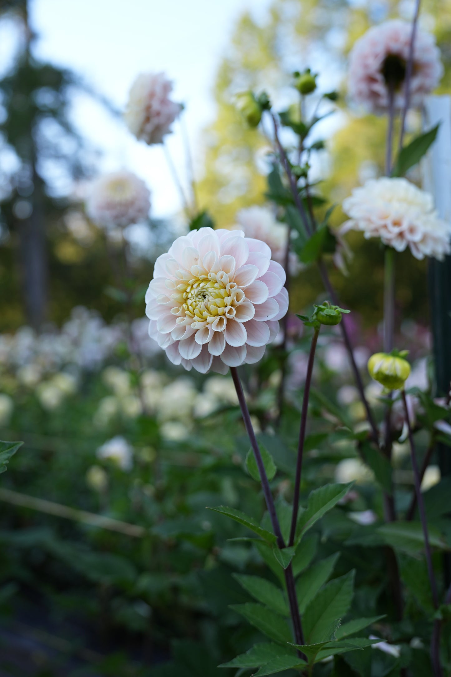 RM BALLET BLUSH - NEW 2026!