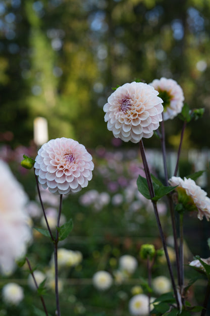 RM BALLET BLUSH - NEW 2026!