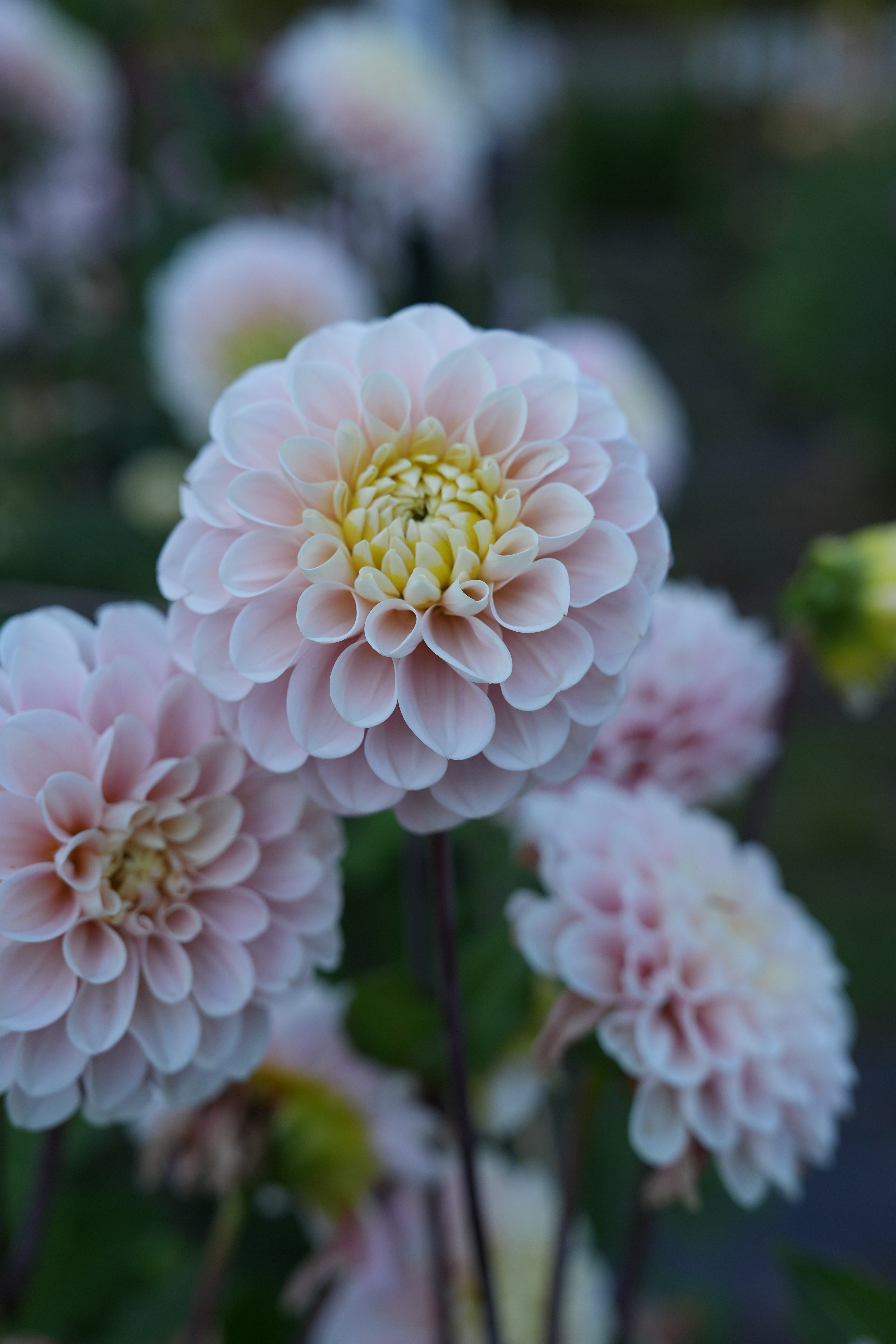 stina × familiar Dahlia Ballet Charm RM BALLET BLUSH - NEW 2026! - LIMIT 1 – River Merle Farm