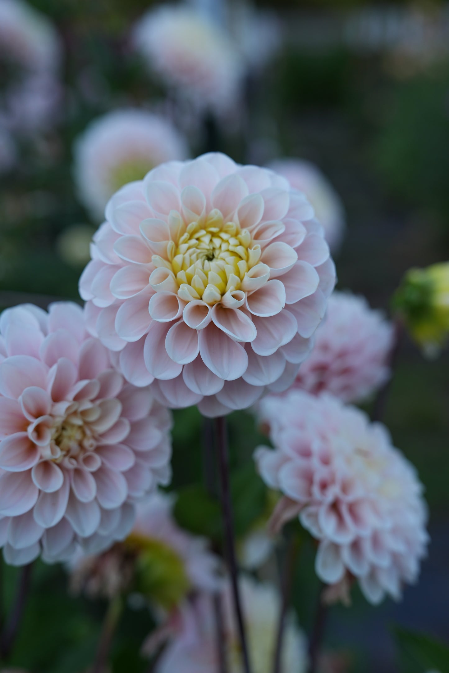 RM BALLET BLUSH - NEW 2026!