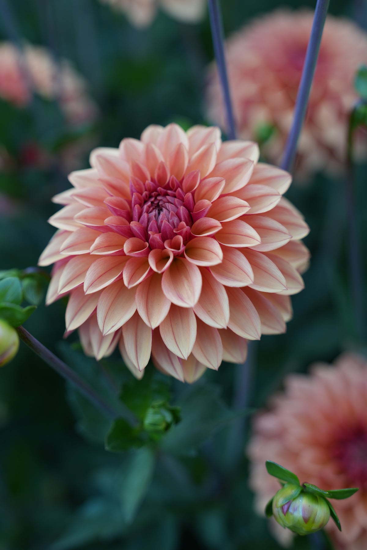 RM DANIELLE PAIGE - NEW 2027!