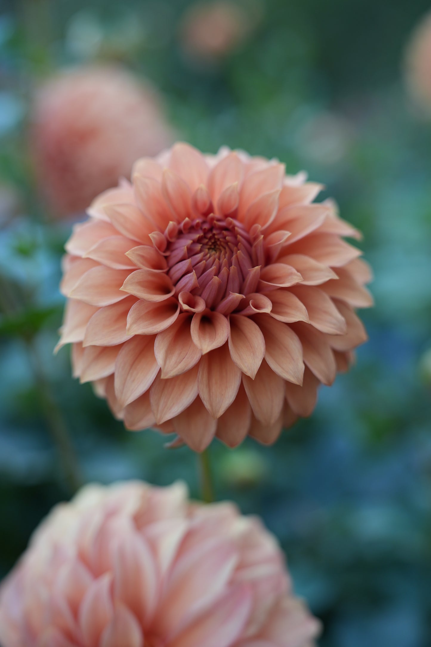 RM DAWSON - NEW 2026!