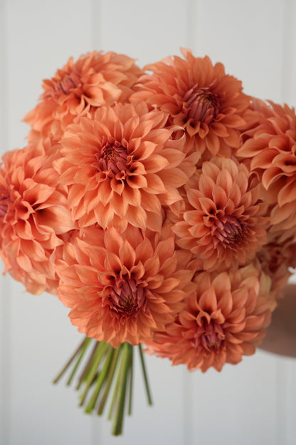 RM DAWSON - NEW 2026!