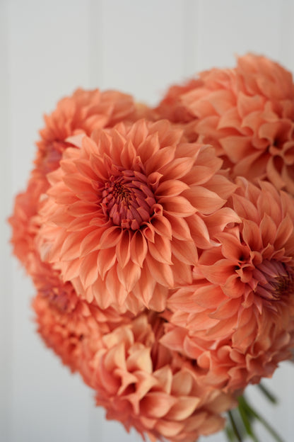 RM DAWSON - NEW 2026!