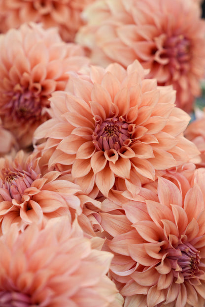 RM DAWSON - NEW 2026!