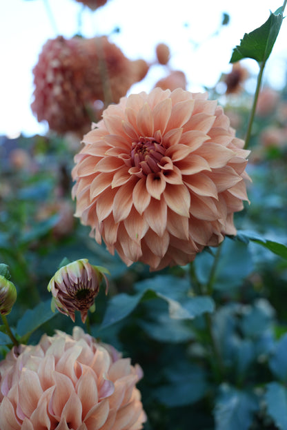 RM DAWSON - NEW 2026!