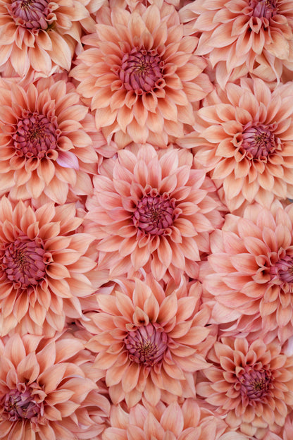 RM DAWSON - NEW 2026!