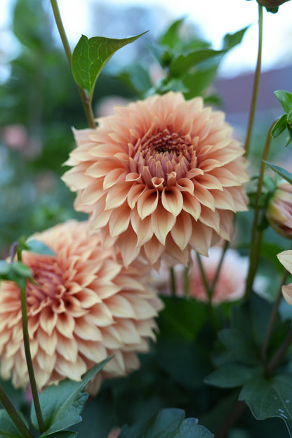 RM DAWSON - NEW 2026!