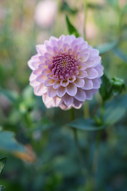 RM FAIRYTALE - NEW 2026